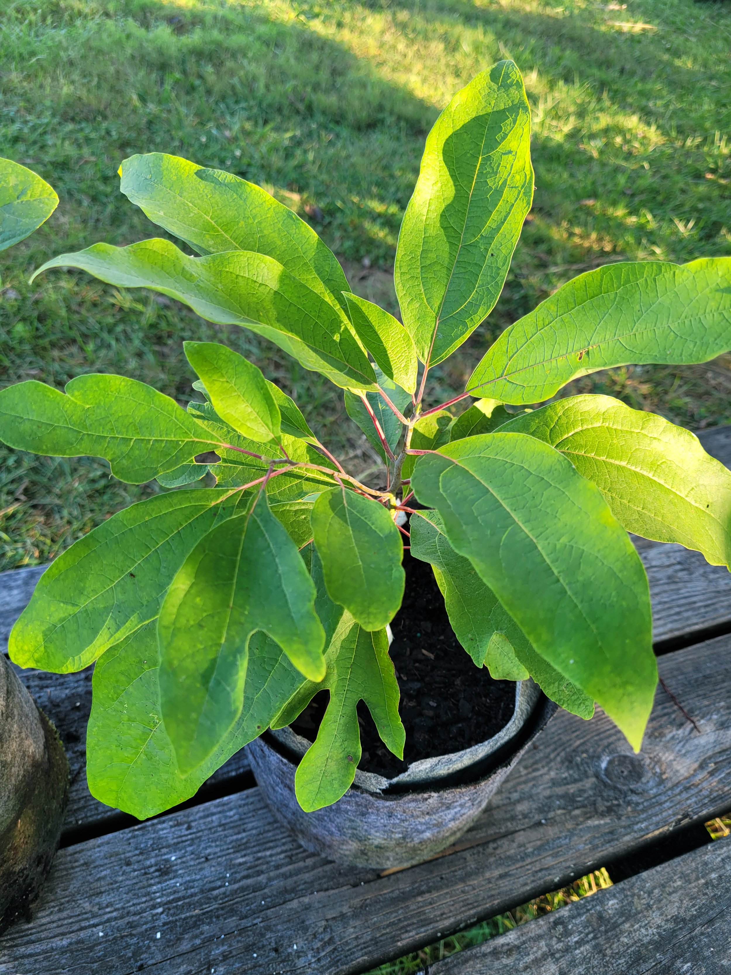 SOLD OUT! Sassafras (Sassafras albidum) — Oakland Farm Trees